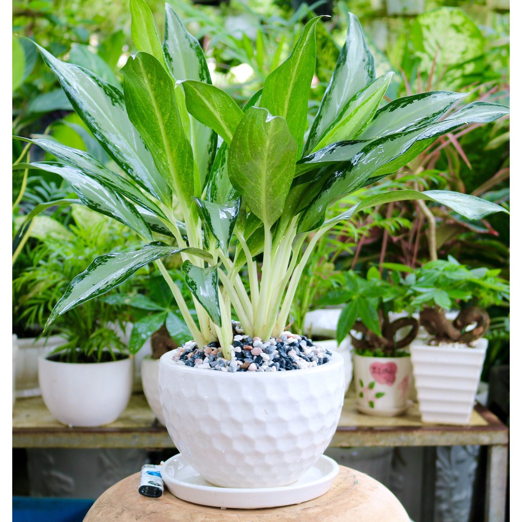 C-y-phong-th-y-gi-ti-n-2