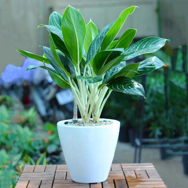 Cay-bach-ma-hoang-tu-trang-tri-ban-768x768