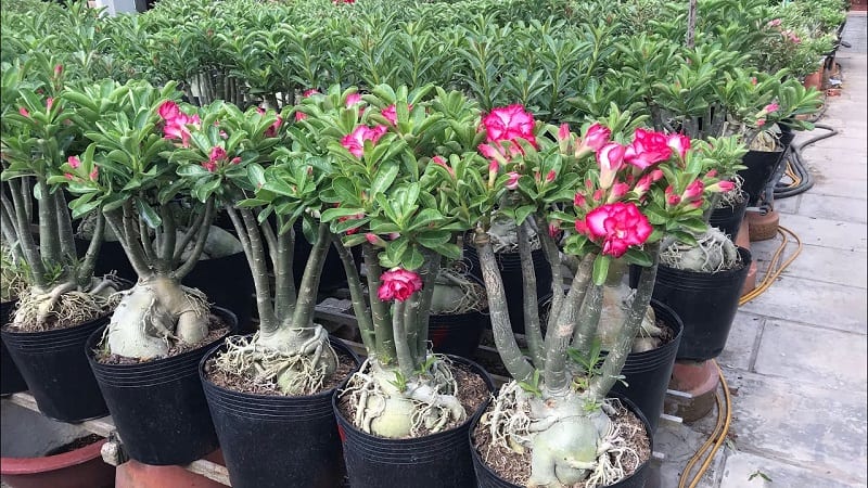 Cây-hoa-sứ-5-800x450