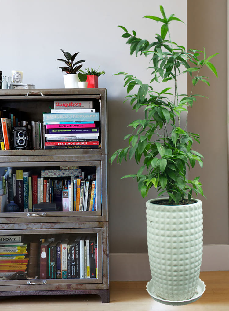 Cây-trúc-nhật-trong-nhà-750x1018