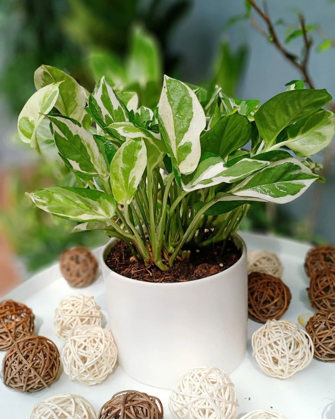 bd11497a10ffd60ac7bc39dcbba56d68