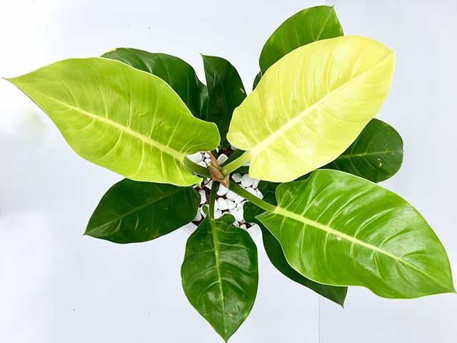 cach-cham-soc-cay-trau-ba-de-vuong-vang