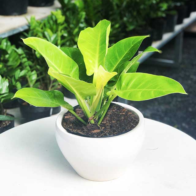 cach-trong-cay-trau-ba-de-vuong-vang