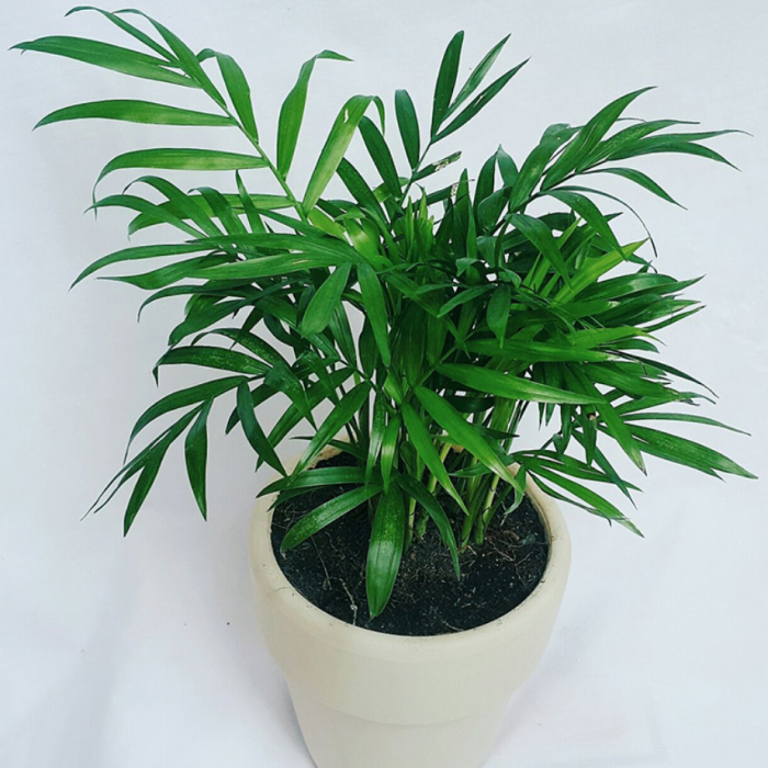 cay-cau-tieu-tram-0-580