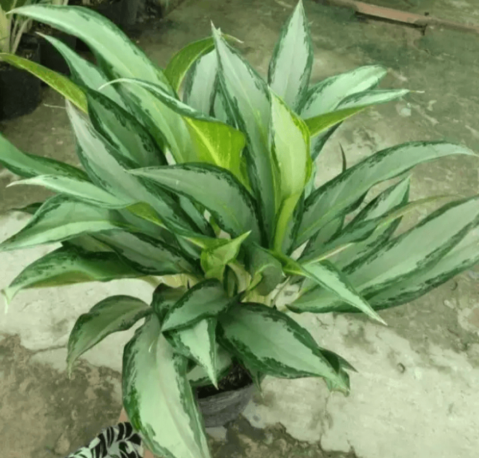 cay-giu-tien-de-ban-696x666