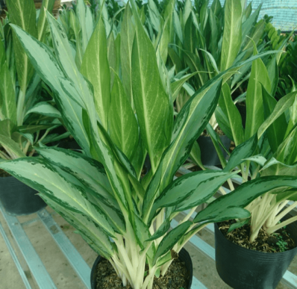 cay-giu-tien-trong-432x420