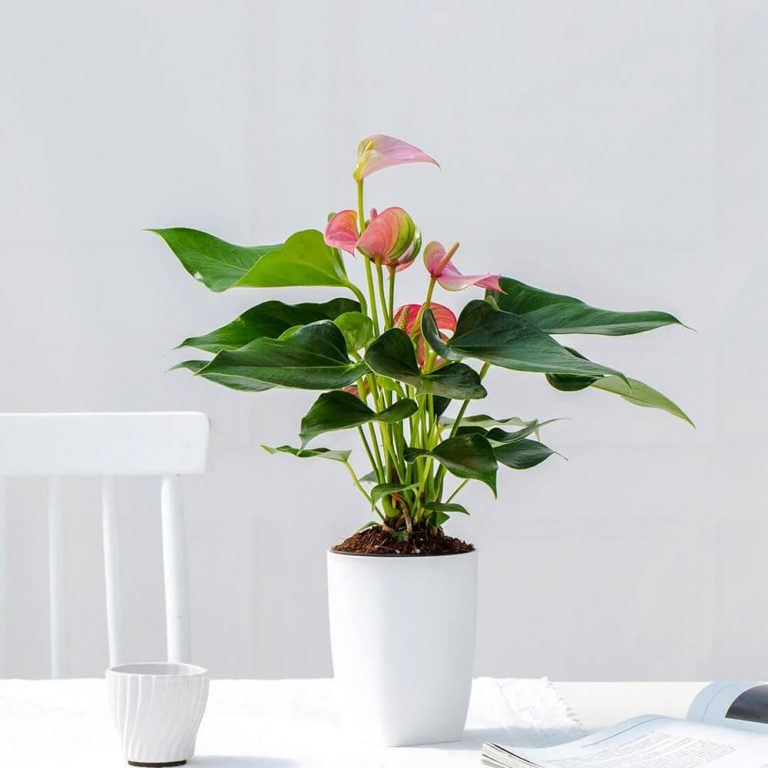 cay-hong-mon-de-ban-9-768x768