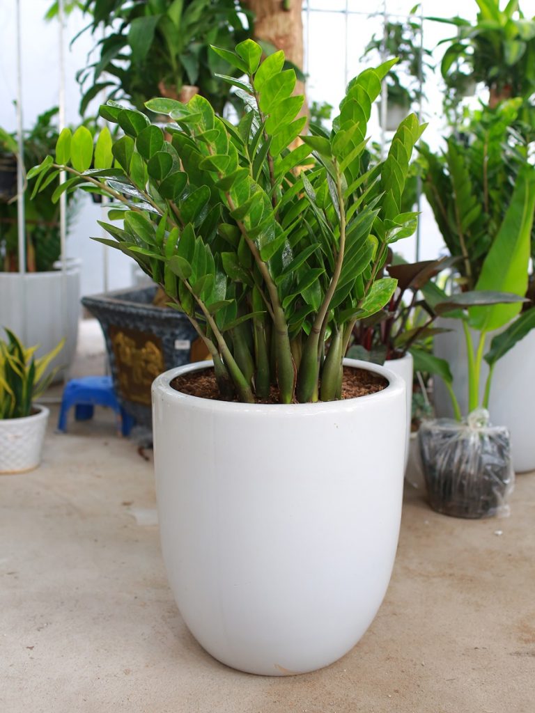 cay-kim-tien-3-768x1024