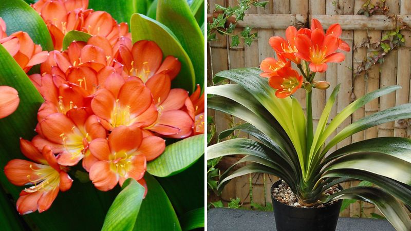 cay-lan-quan-tu-cach-trong-va-cham-soc-don-gian-cho-hoa-no-deu-dep-202205120847317842