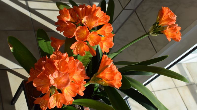 cay-lan-quan-tu-cach-trong-va-cham-soc-don-gian-cho-hoa-no-deu-dep-202205120848309586