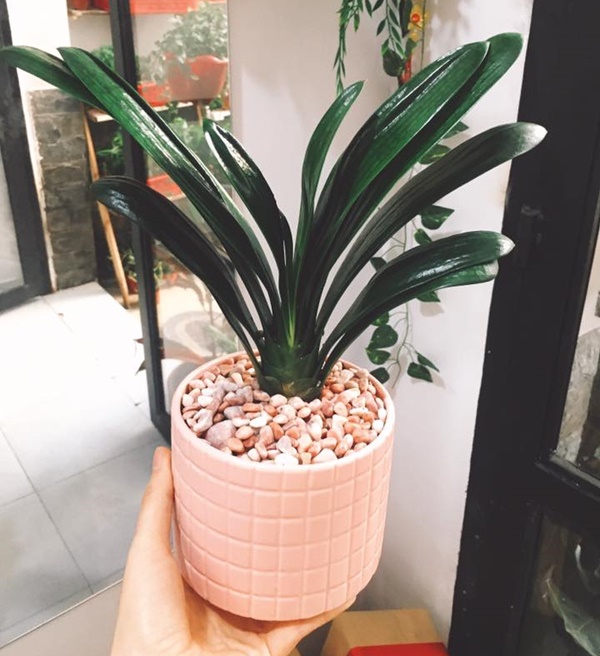 cay-lan-quan-tu-hinh-anh-2