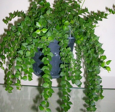 cay-lan-tim-chau-treo00011