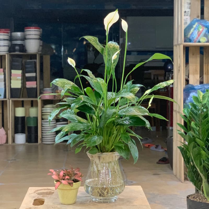 cay-lan-y-thuy-sinh-2