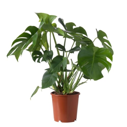 cay-monstera-deliciosa-2-1-500x500