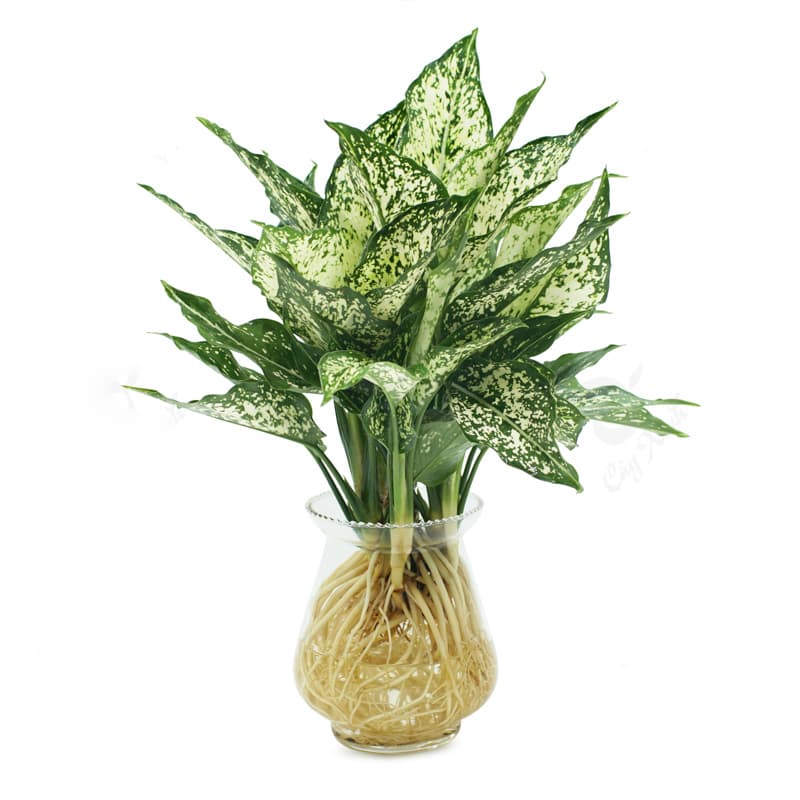 cay-ngoc-ngan-thuy-sinh