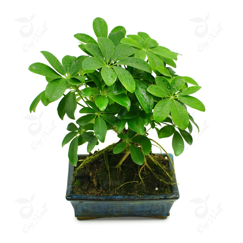 cay-ngu-gia-bi-bonsai