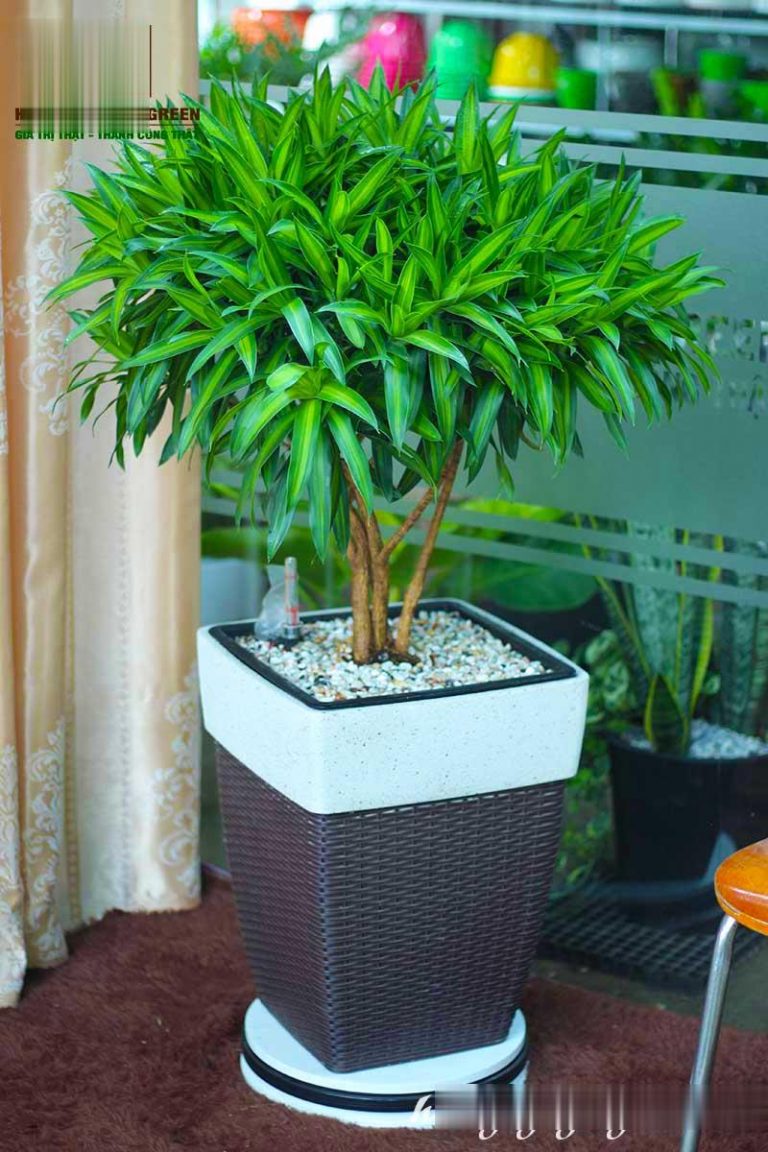 cay-truc-bach-hop-4-768x1152