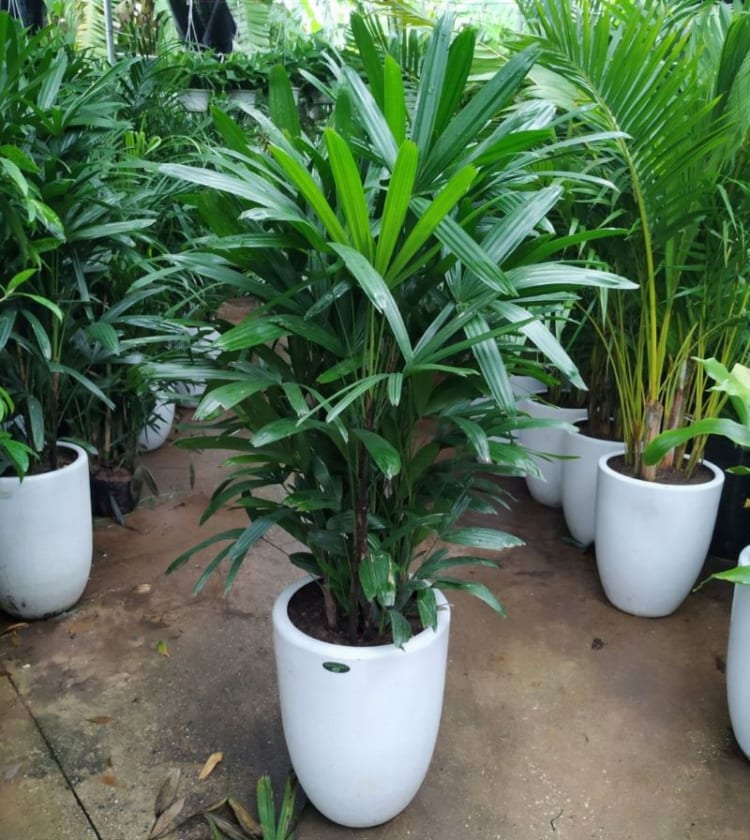 cay-truc-may-51-750x840