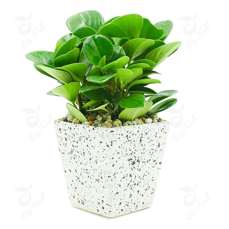 cay-truong-sinh-chau-vuong-vat