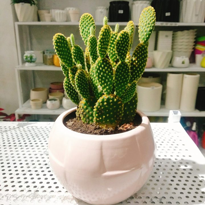 cay-xuong-rong-tai-tho-thumb-720x720