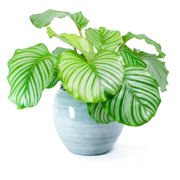 cogn-dung-cay-duoi-cong-tao