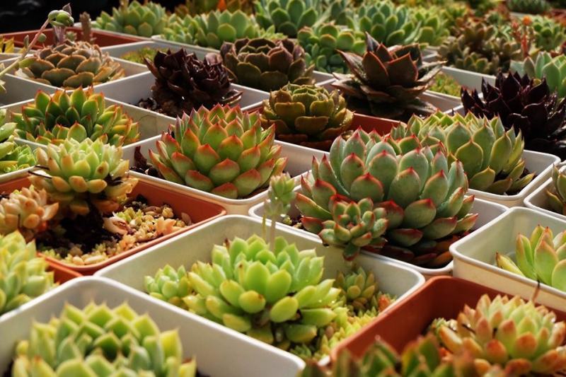 cong-ty-tnhh-da-lat-xanh-vn-449818