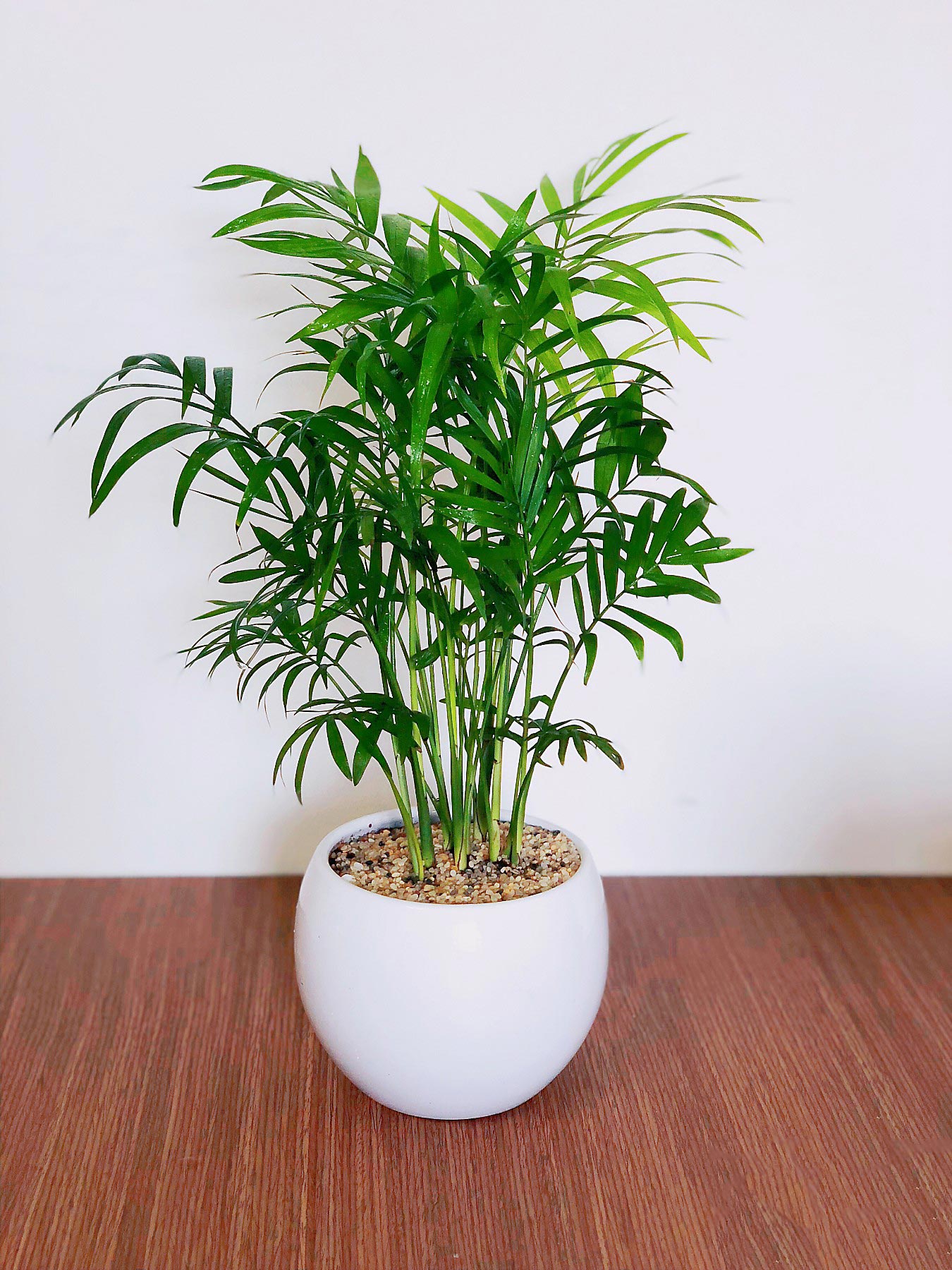 cây-cau-tiểu-trâm-2019