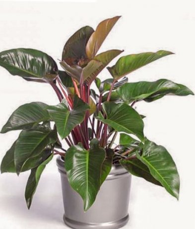 cây-đế-vương-đỏ-393x461