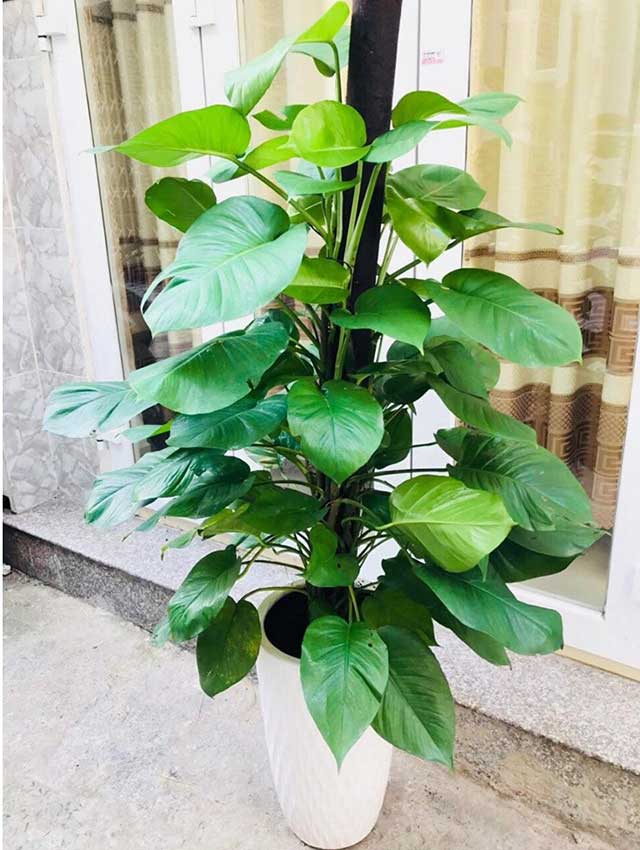 dac-diem-cay-trau-ba-leo