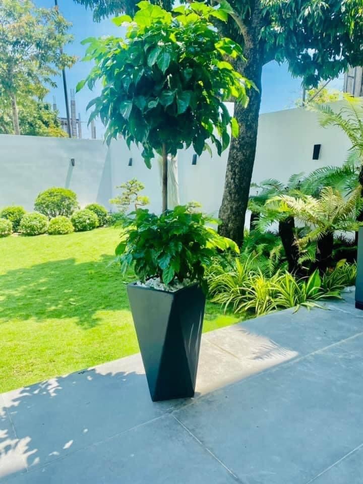 hanh-phuc-2-tang-chau-vuong-vat-30cm-gia-800