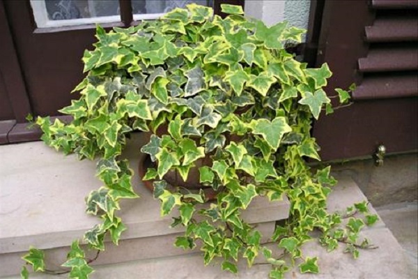 image3-1607048340-608-width600height400