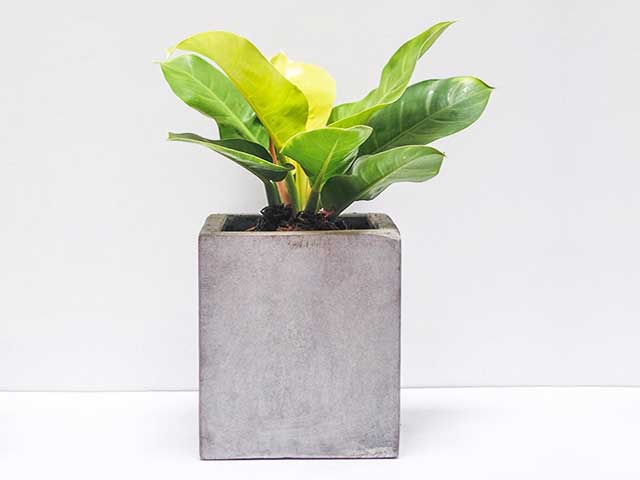 trau-ba-de-vuong-vang