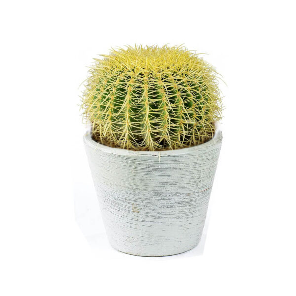 xuong rong gia re Ho Chi Minh