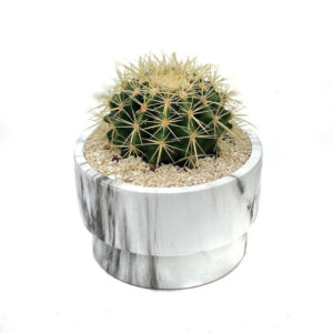 xuong rong gia re Ho Chi Minh