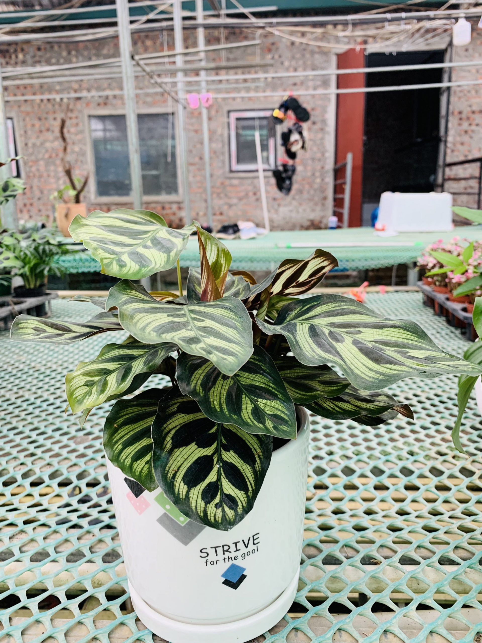 z3292004864275_3c8e0a14665282ec7b9182c32ac0576c