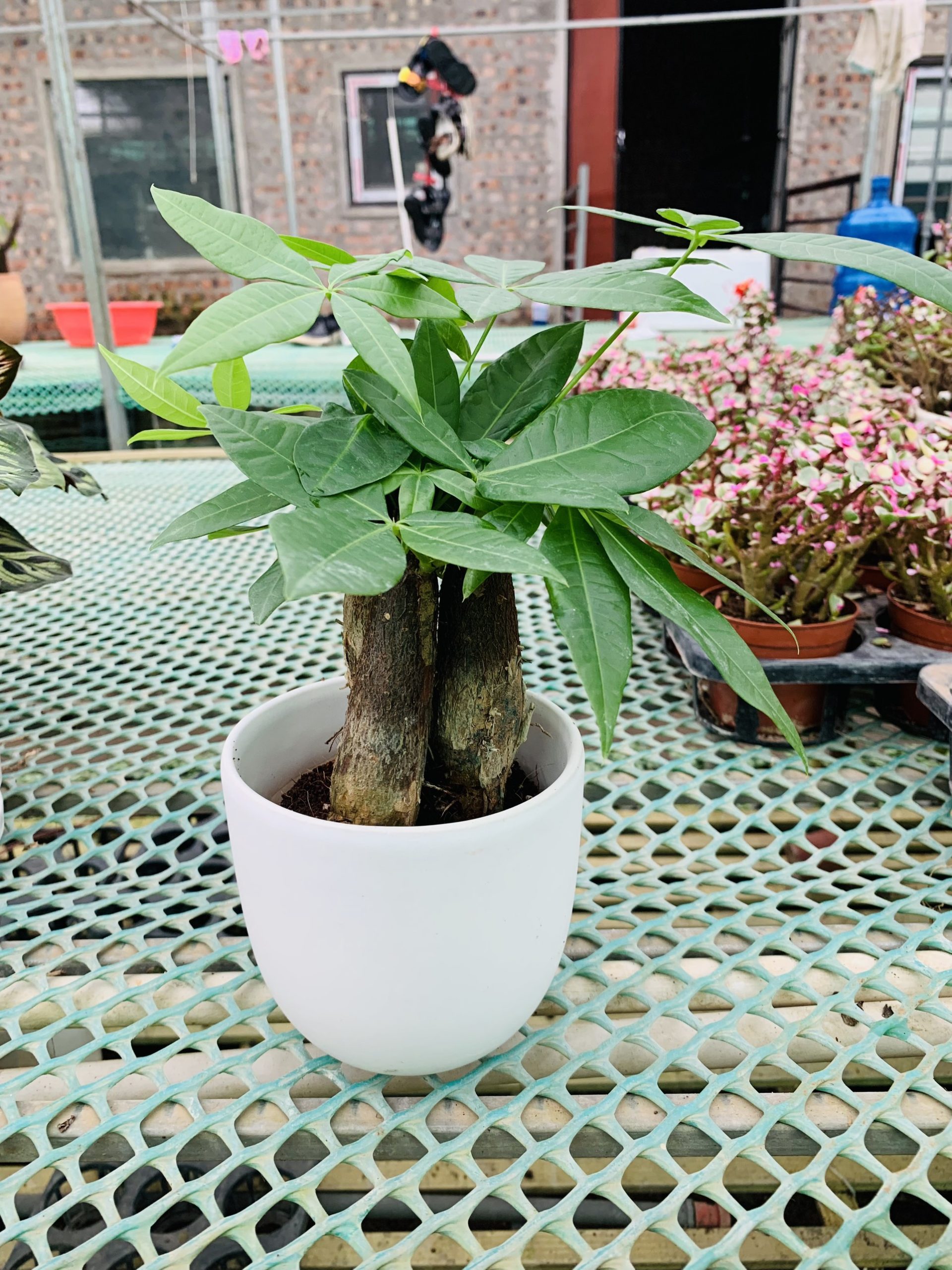 z3292004885994_37461def17cf194214871ccda6e19366