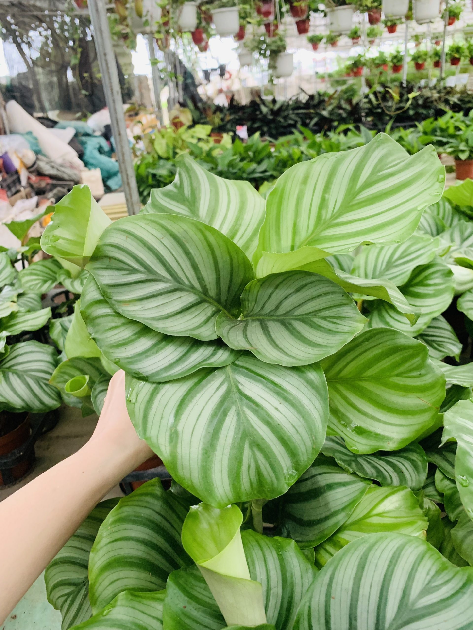 z3292012013059_2e69c30a18cb27ed2df3297f91f22d01