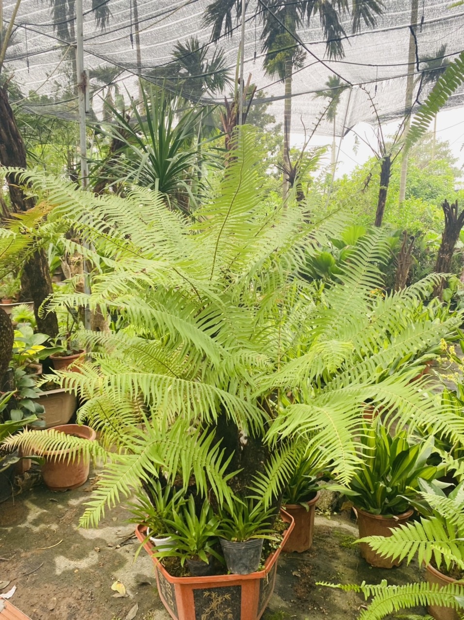 z3342513490660_569d108ba662e4ea494771fe452a9e47