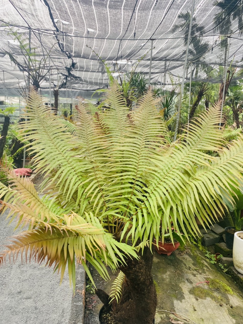 z3342513550593_5e3d3c6d982b09d45106bfbd1acc2e61