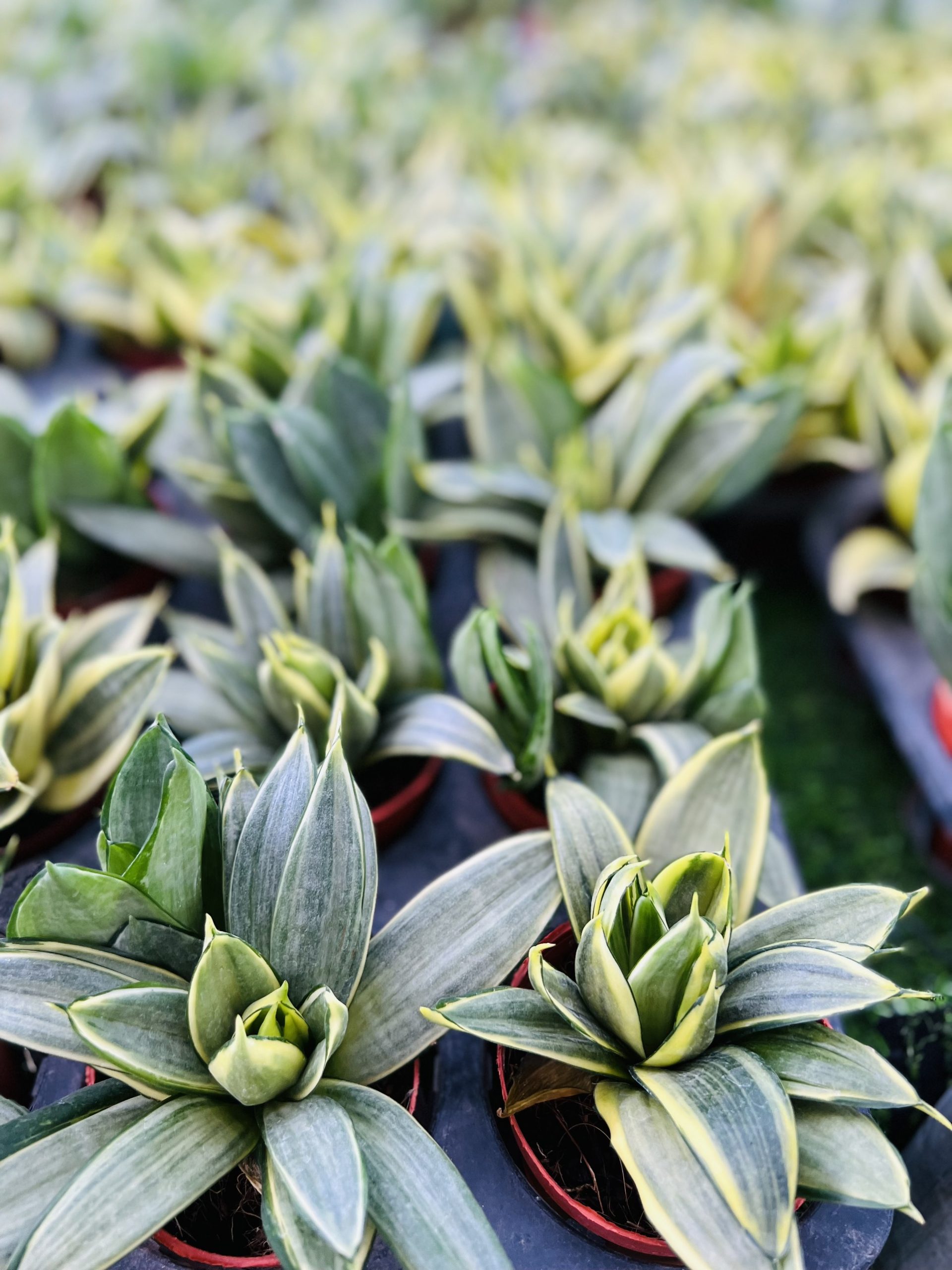 z3474351337867_3138535f74e871c98c213438c8bcd568