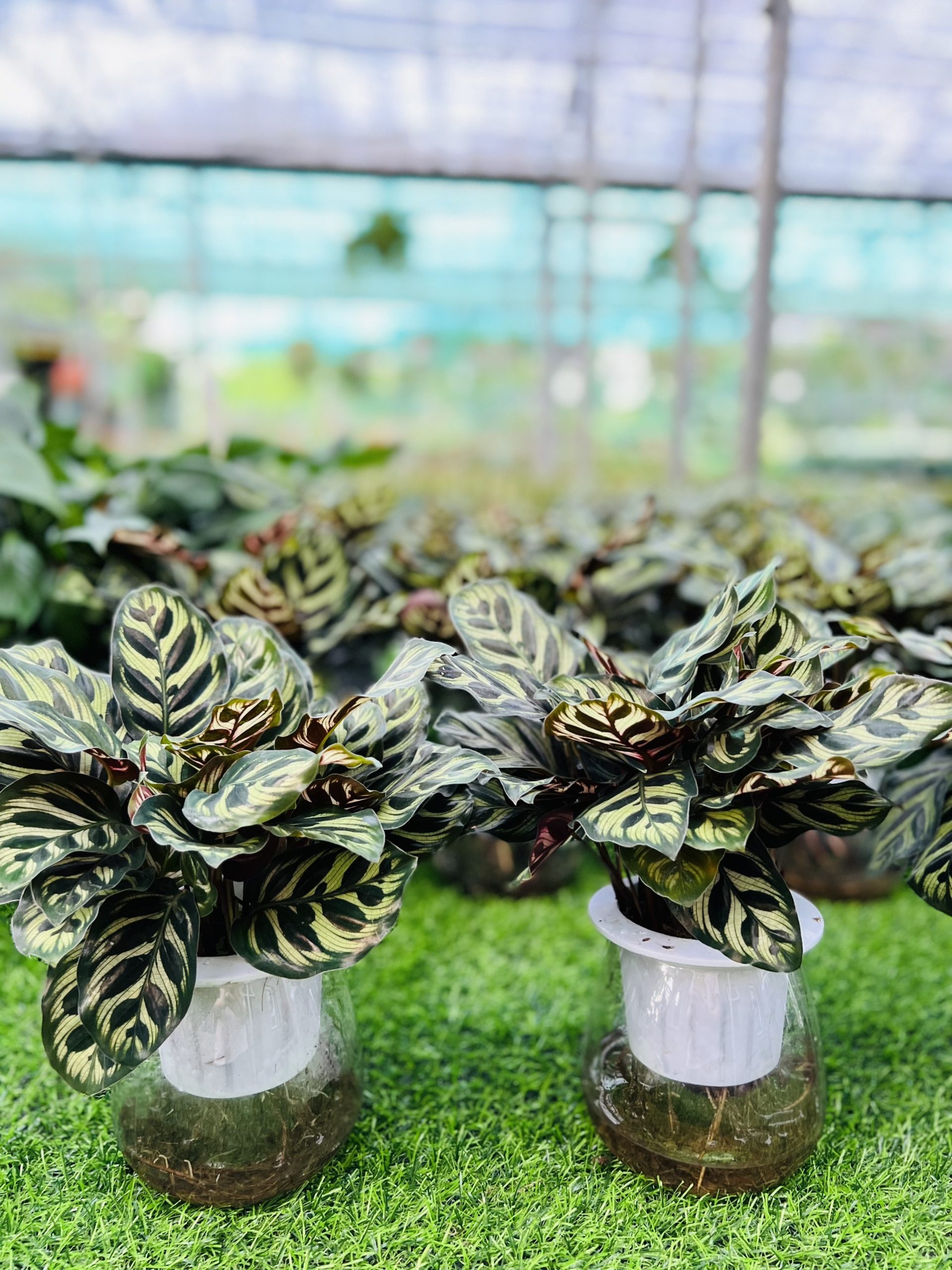 z3474351338688_77b8934f0b971f8b7d895f7faba99f93