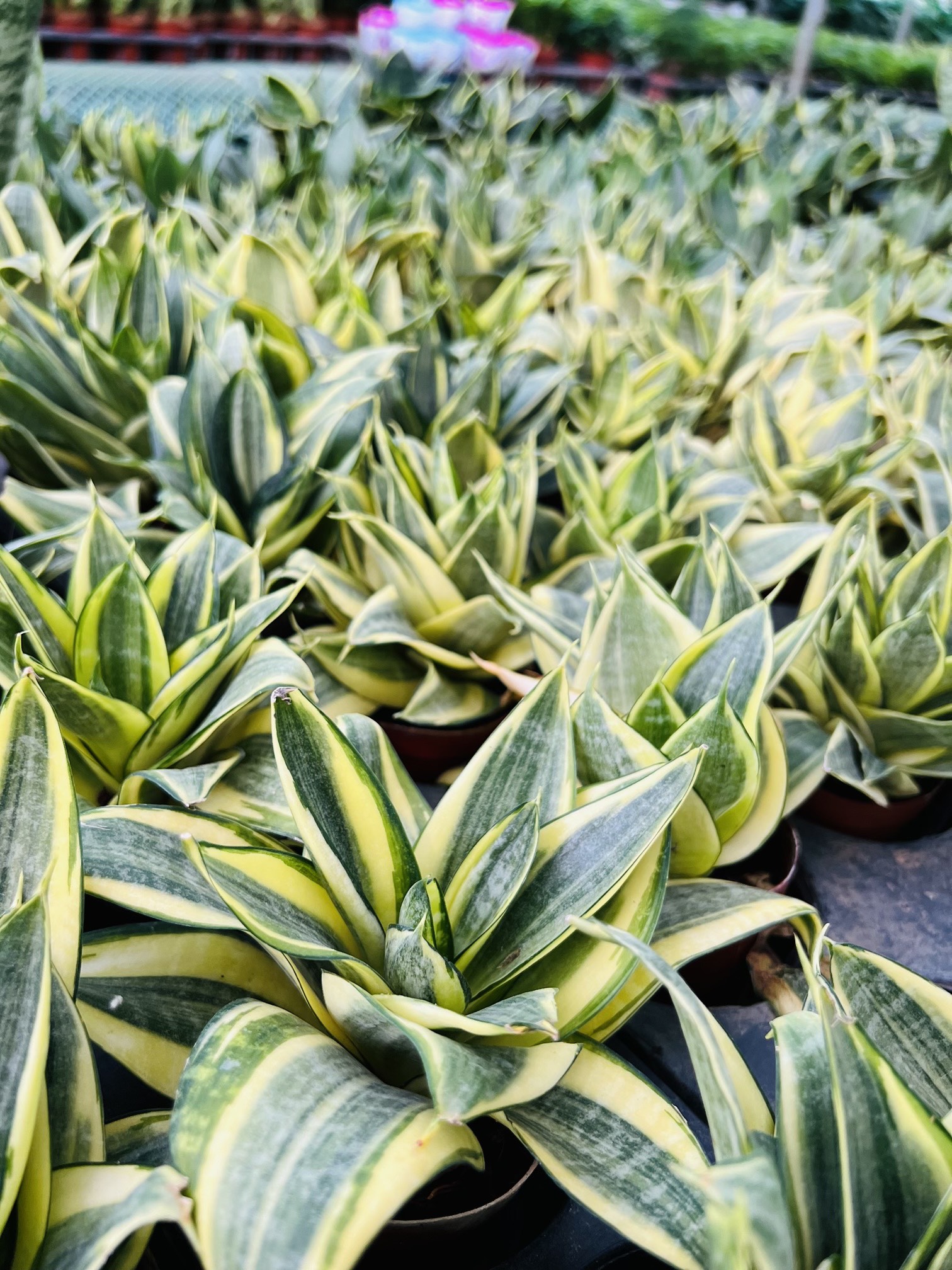 z3474351354013_bd954482a36f5762732bbd4c661932d3