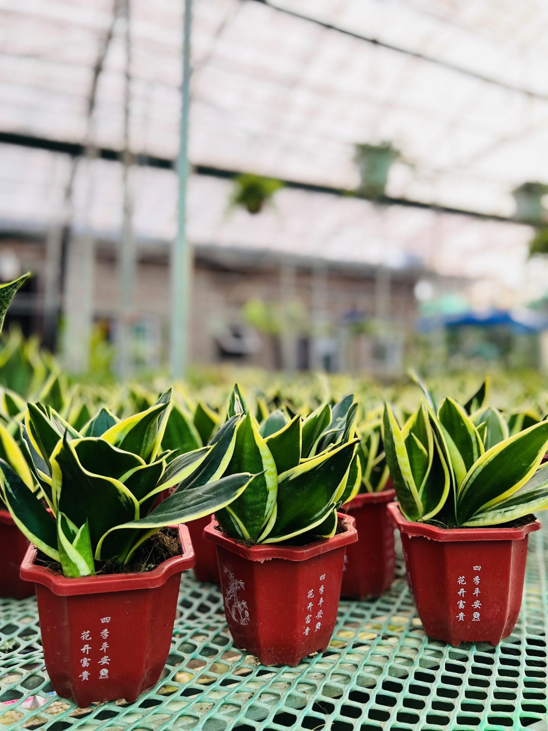 z3474351369631_db49fef9102a68646cf9a64648932108