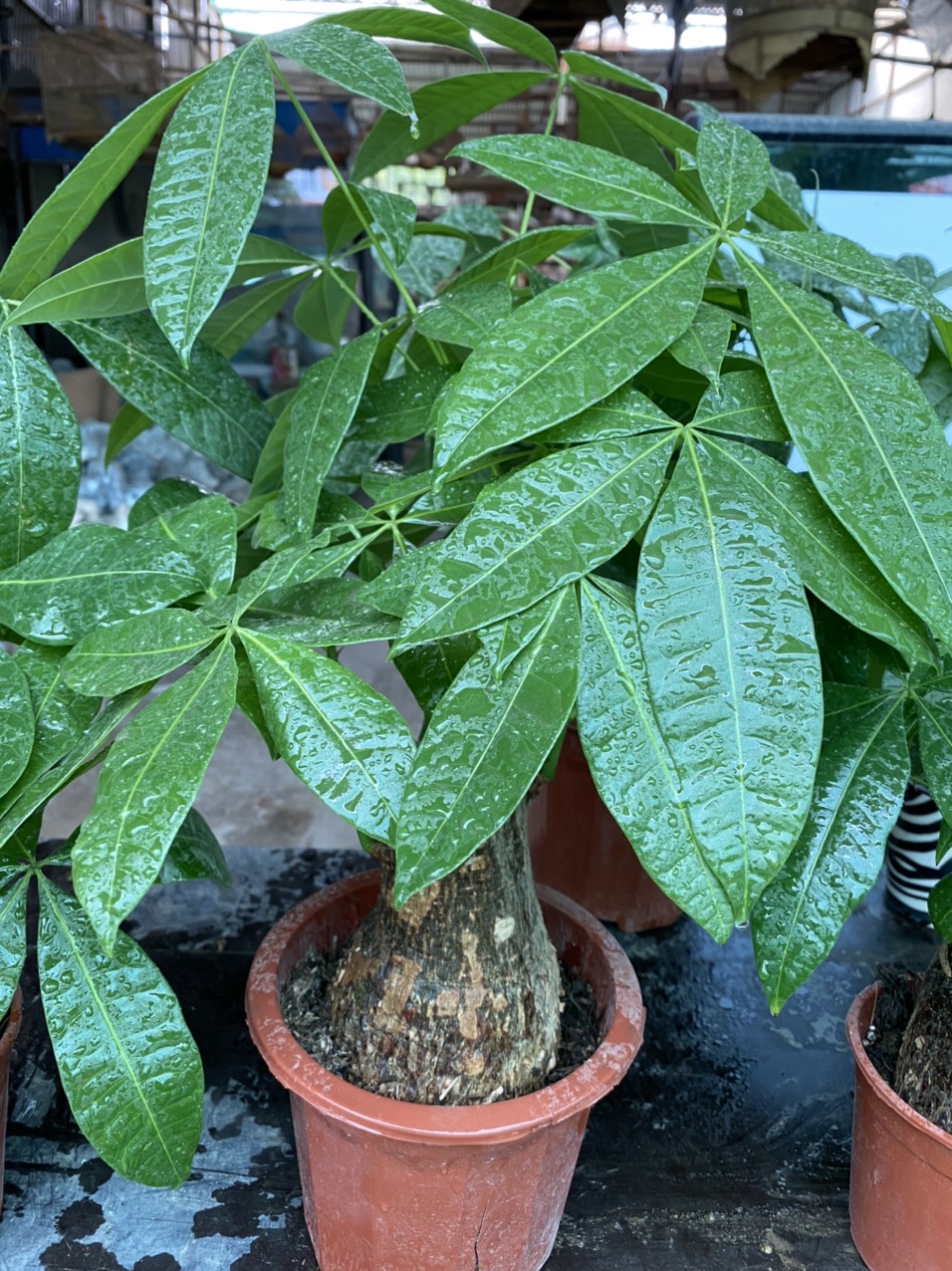 z3489236110990_f084dd8c3b8ff73f270a04fdeb8297c7