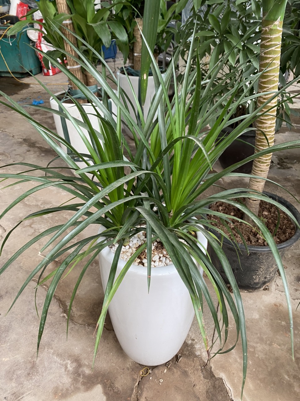 z3491546839802_567deaf8ae9c73b0b54a37c173f4eca5