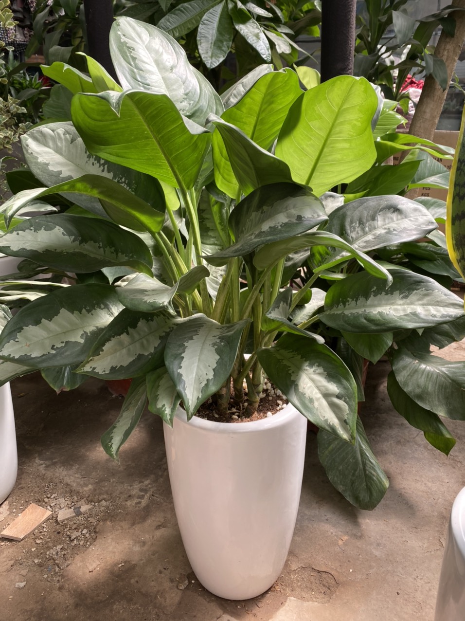 z3491546854627_7d53867916ec1256a94a667c22f84edc