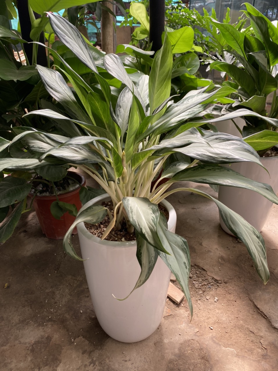 z3491546861442_0c9f15042efc8a1f2562a8c712e5112a