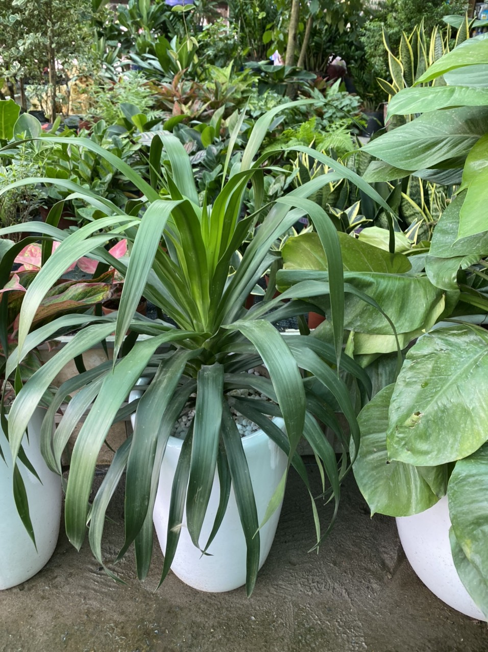 z3491730959586_974d98e6a4e82b7bd274ef312d41cd4d