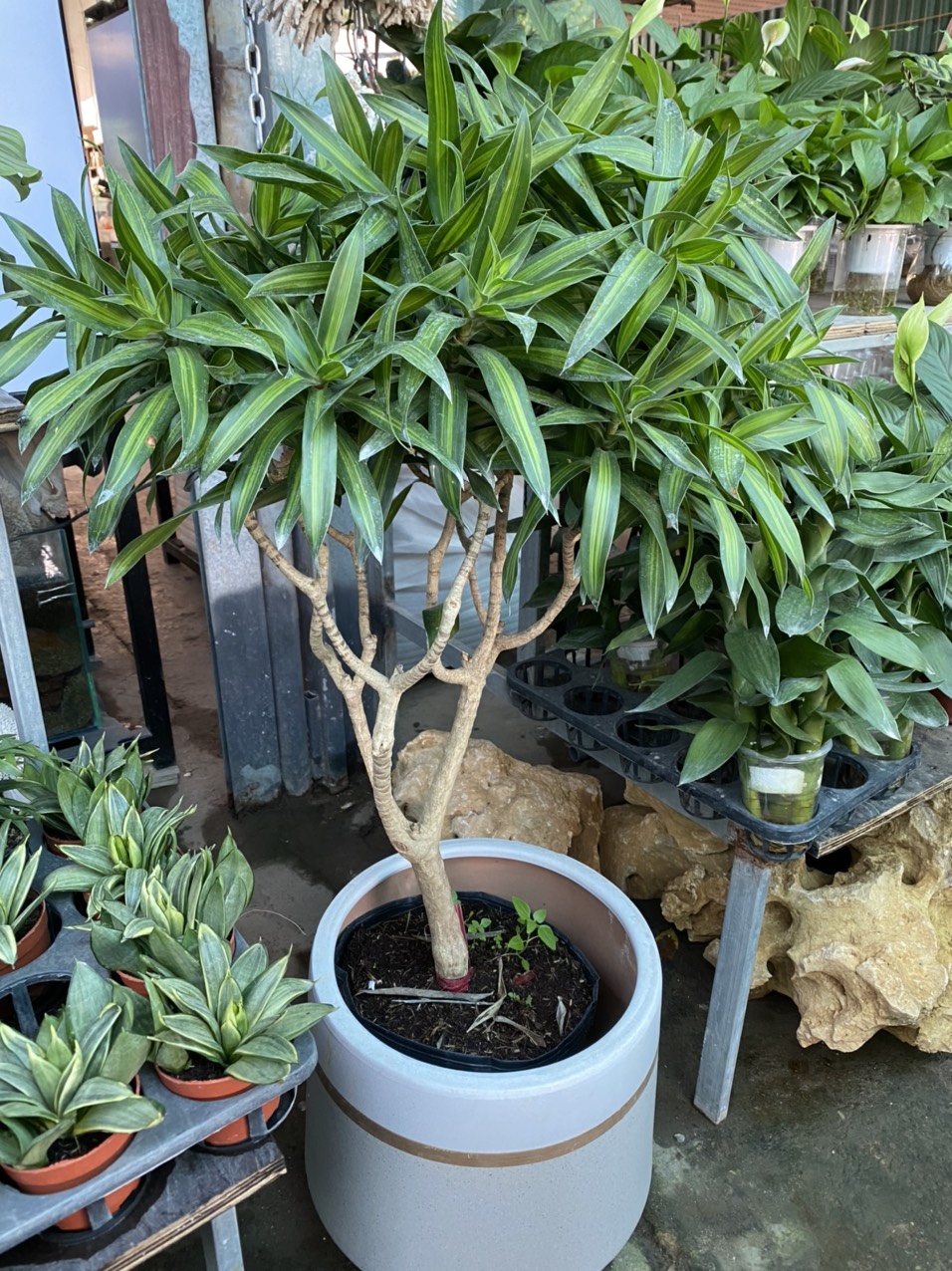 z3491911200067_f2d601c77f738b5343d545c96d6e9bab