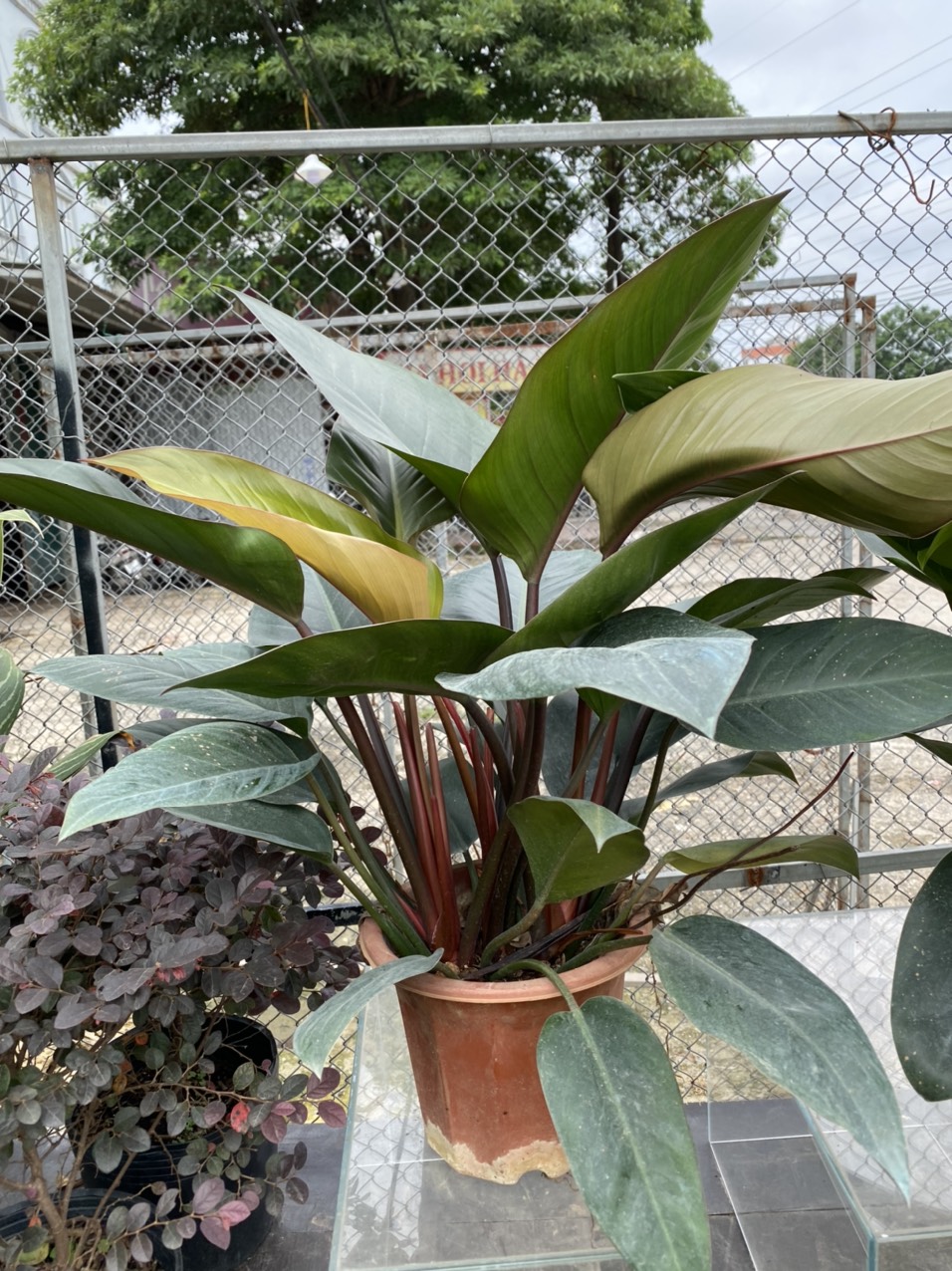 z3494046601600_52ee20bc17f22112f1dc403b35256337